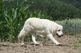 GOLDEN RETRIEVER 667